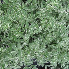 Polemonium reptans Touch of Class - Valériane grecque rampante