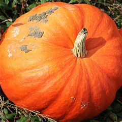 Potiron d'Halloween Jack O'Lantern - Cucurbita pepo