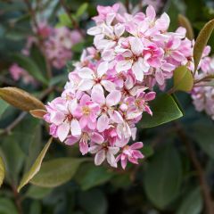 Rhaphiolepis Pink Cloud