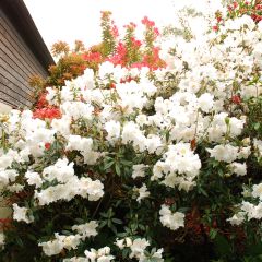 Rhododendron Fragrantissimum - Rhododendron nain parfumé