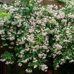 Rosier liane Paul's Himalayan Musk