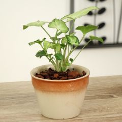 Syngonium Snow White - Patte d'oie