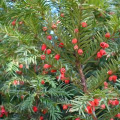Taxus baccata - If commun