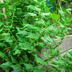 Tétragone Cornue - Tetragonia tetragonoides