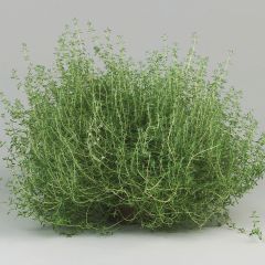 Thym orange en plants - Thymus vulgaris Fragrantissimus