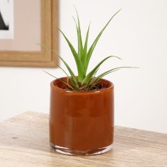 Tillandsia Naomi