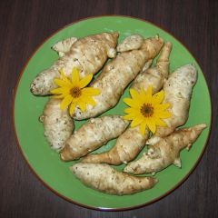 Topinambours Fuseau Culinaire - Helianthus tuberosus