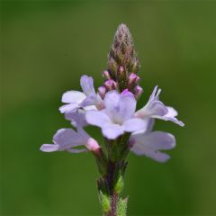 Verveine officinale BIO - Verbena officinalis