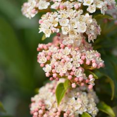 Viburnum tinus Eve Price - Laurier tin