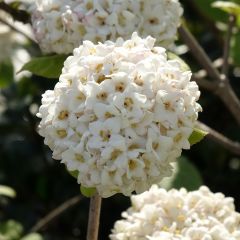 Viorne - Viburnum (x) carlcephalum 