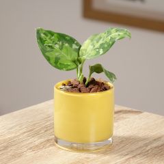 Aglaonema pictum Tricolor