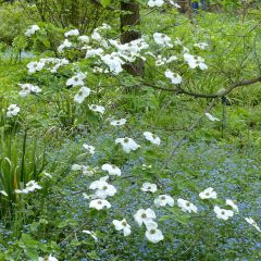Cornus Ascona - Cornouiller à fleurs