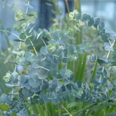 Eucalyptus Baby Blue - Gommier argenté