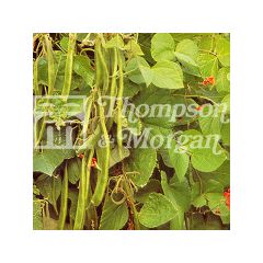 Haricot d'Espagne Enorma - Haricot fleur