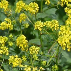 Moutarde Blanche - Engrais vert Bio - Ferme de Sainte Marthe