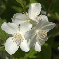 Philadelphus coronarius