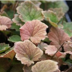 Tellima grandiflora Rubra - Tellime à grande fleur