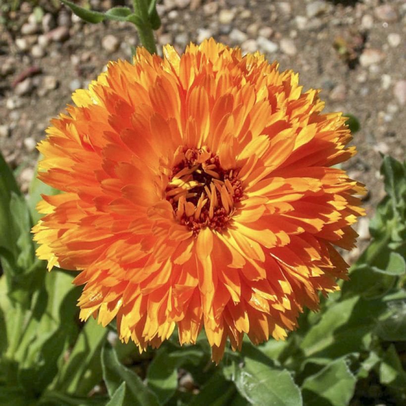 Graines de Calendula officinalis Ball’s Orange - Souci des Jardins (Floraison)