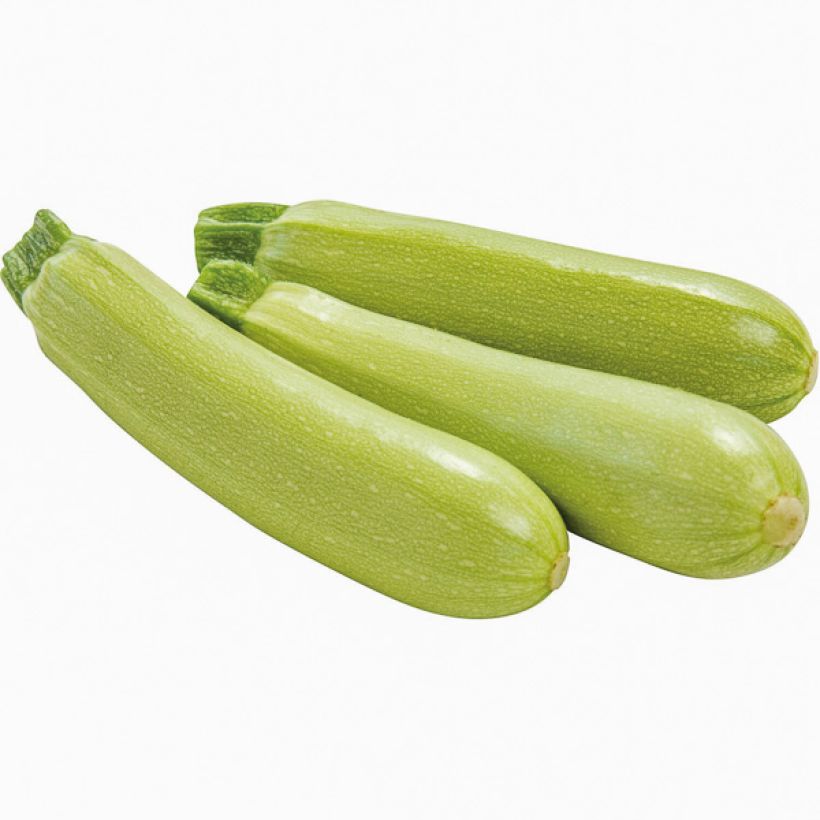 Courgette Amalthée F1 Bio - Cucurbita pepo (Récolte)