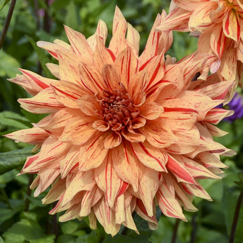 Dahlia décoratif Clown (Floraison)