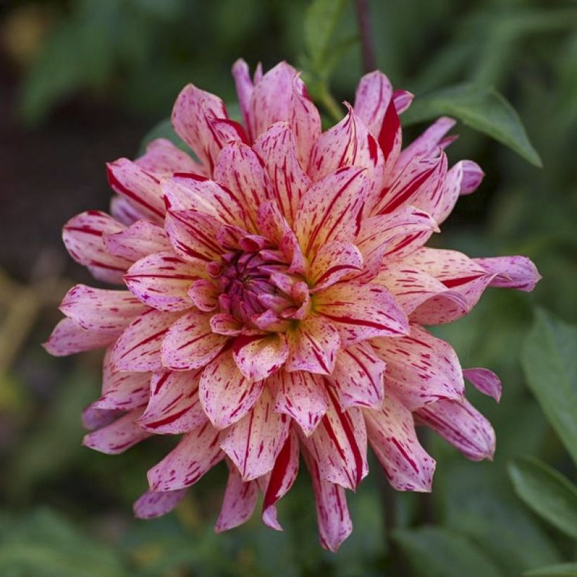 Dahlia Mingus Tony (Floraison)
