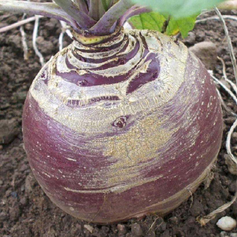 Rutabaga Magres (Harvest)