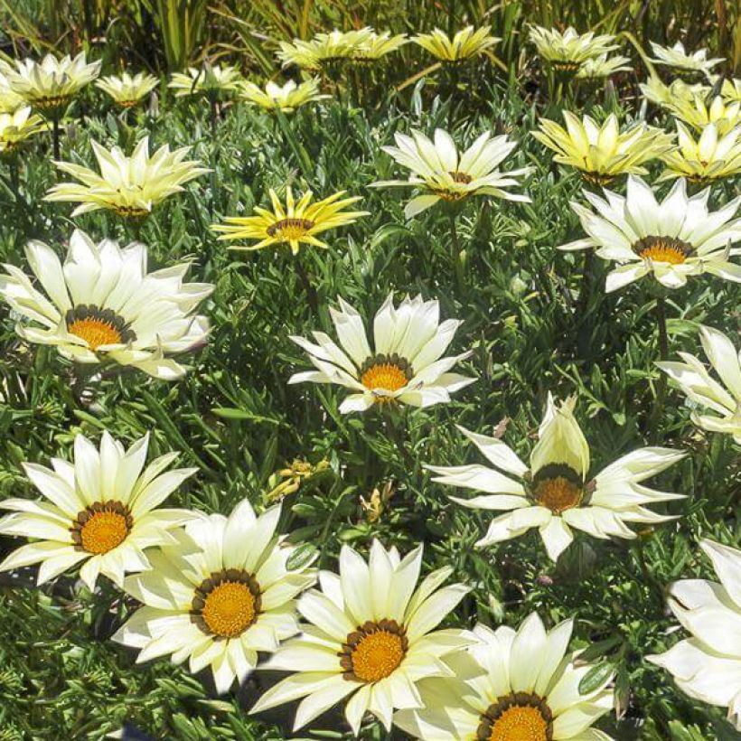 Graines de Gazania Kiss White F1 (Floraison)