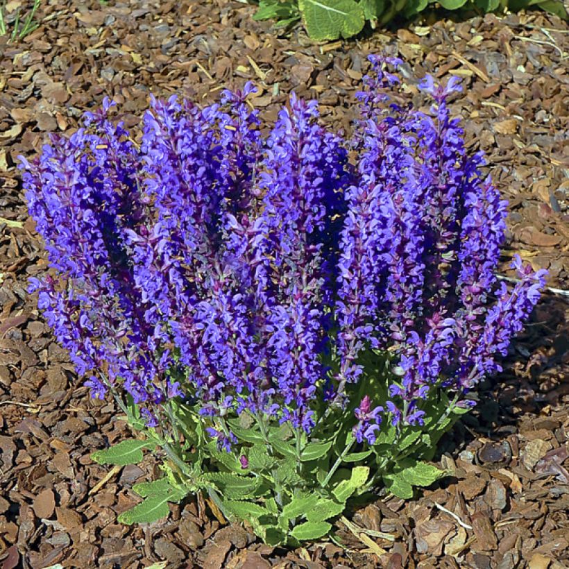 Salvia nemorosa Blue Bouquetta - Sauge des bois (Plant habit)