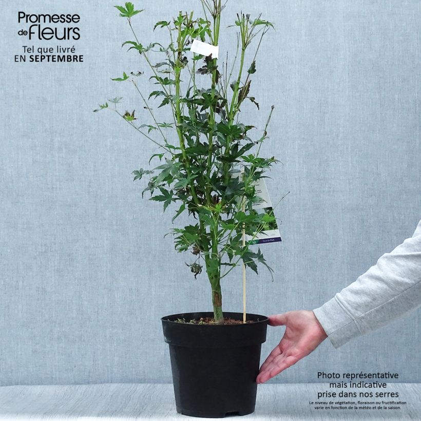 Spécimen de Erable du Japon - Acer palmatum Tsukasa Silhouette Pot de 6L/7L tel que livré en automne