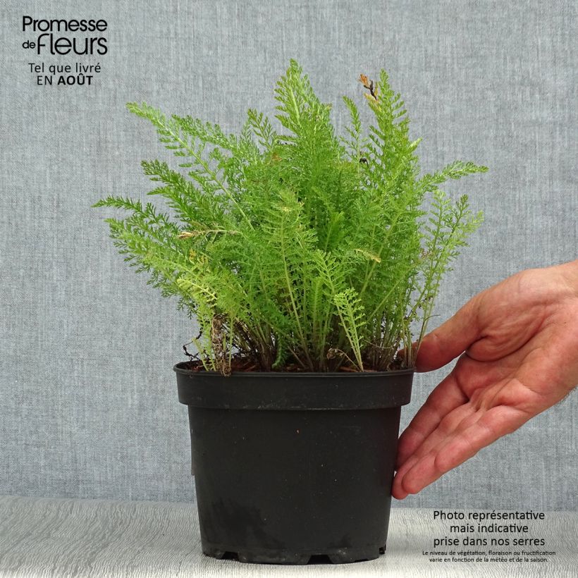 Spécimen de Achillée millefolium Summer Pastels Pot de 2L/3L tel que livré en été