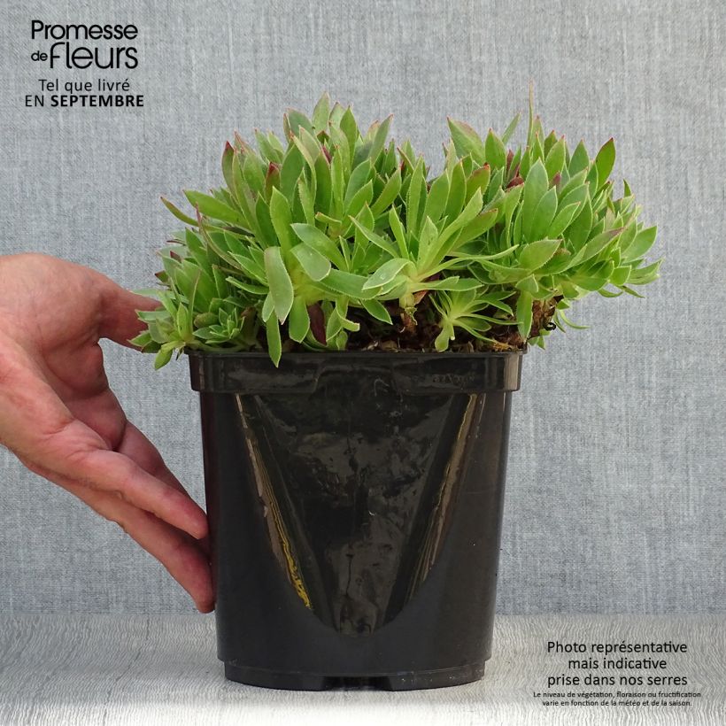 Spécimen de Aeonium arboreum Cornish Tribute - Aéonium en arbre Pot de 3L/4L tel que livré en automne