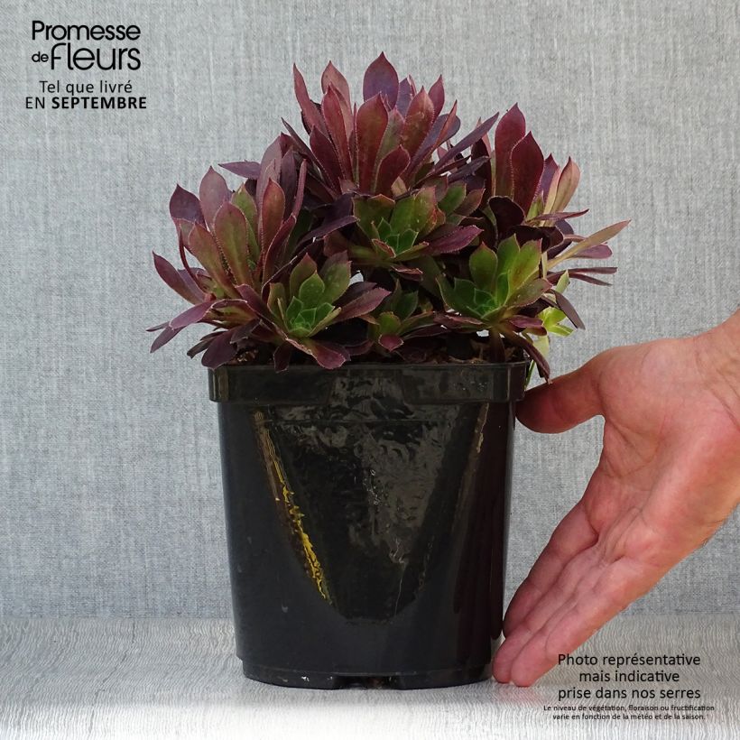 Spécimen de Aeonium arboreum Du Rozzen - Aéonium en arbre Pot de 3L/4L tel que livré en automne