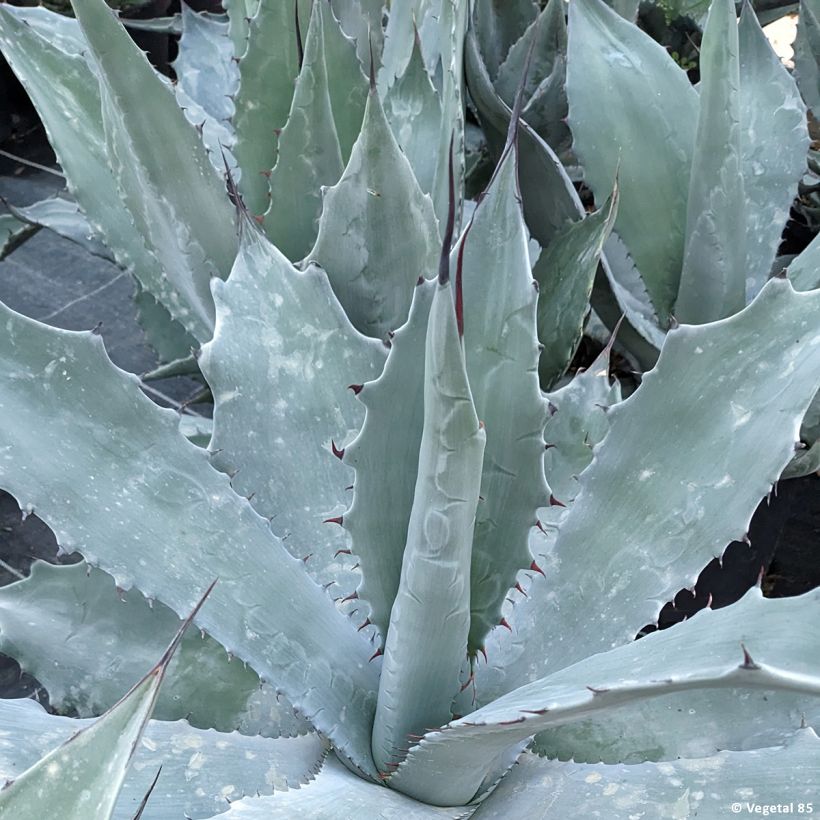 Agave durangensis (Feuillage)