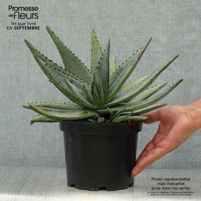 Example of Aloe conifera Twirl - Aloès de Madagascar Pot de 3L/4L as you get in automne