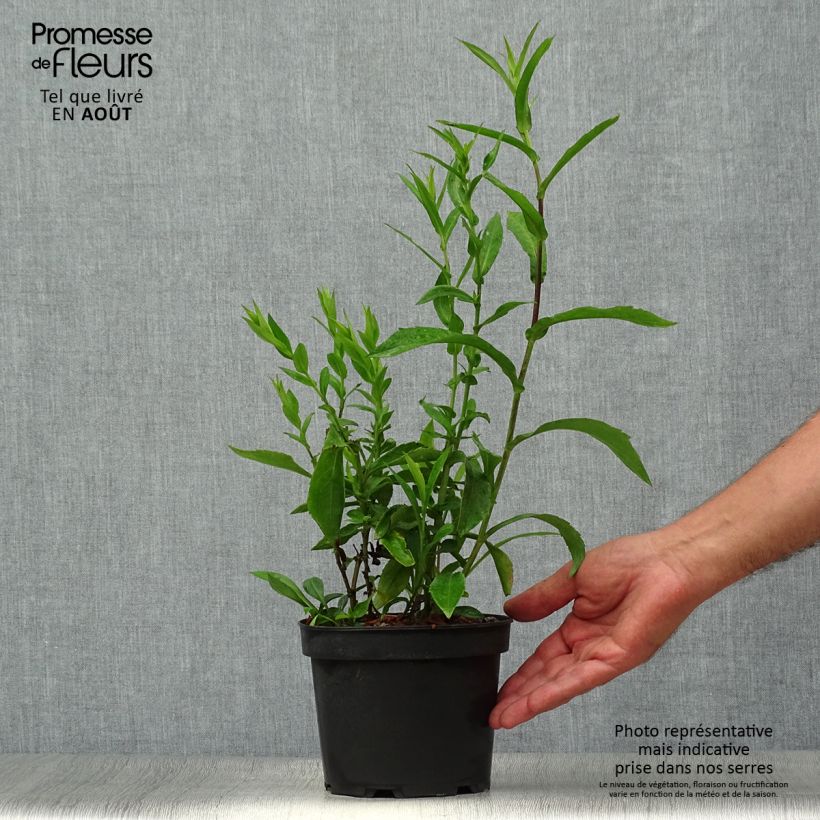Spécimen de Aster Novi Belgii Fellowship Pot de 2L/3L tel que livré en été
