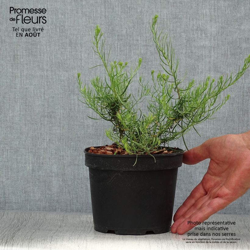 Spécimen de Aster linosyris - Aster d'automne Pot de 2L/3L tel que livré en été