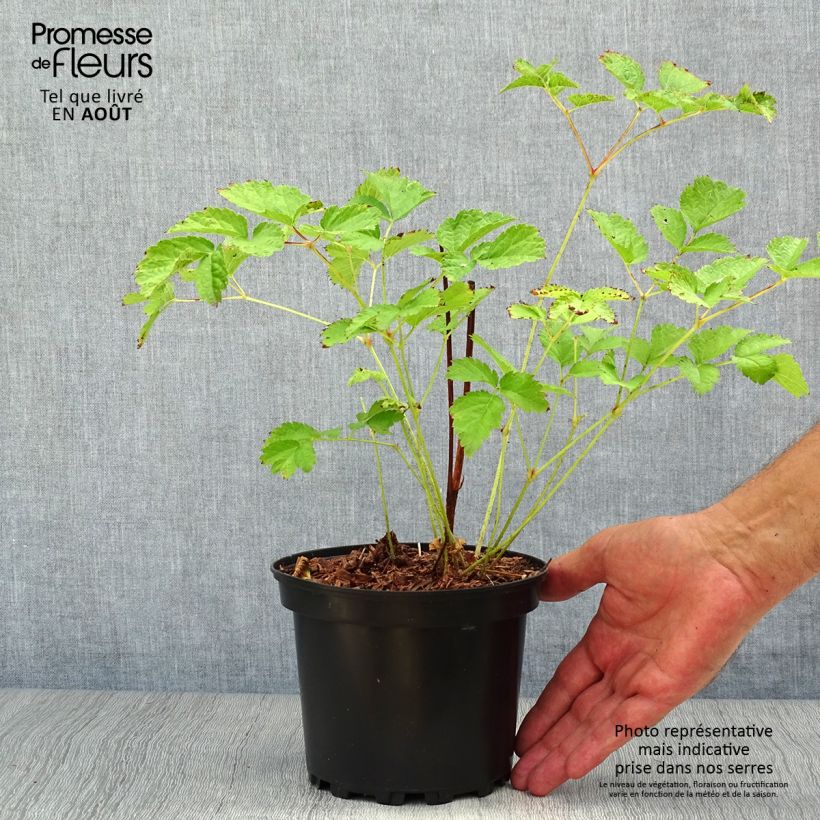 Spécimen de Astilbe Chinensis Purpurkerze Pot de 2L/3L tel que livré en été