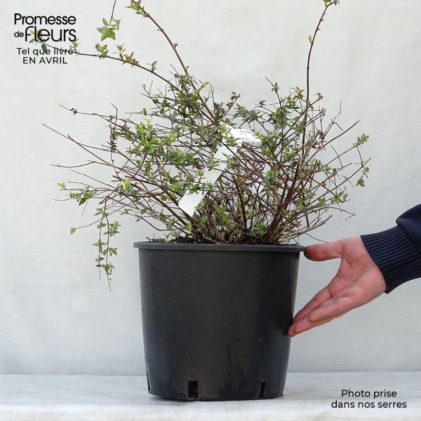 Spécimen de Abelia Edward Goucher Pot de 7,5L/10L tel que livré au printemps