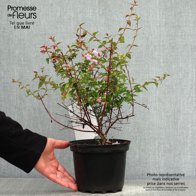 Spécimen de Abelia Pink Pong Pot de 3L/4L tel que livré au printemps