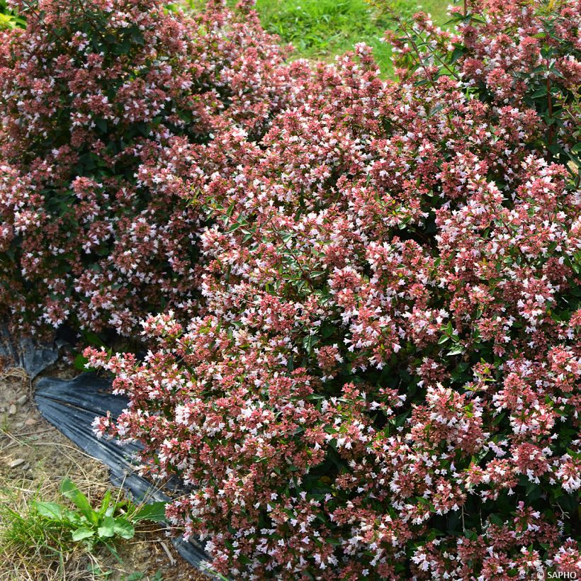 Abelia Raspberry Profusion (Port)