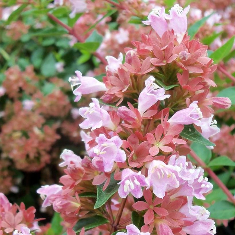 Abelia Raspberry Profusion (Floraison)
