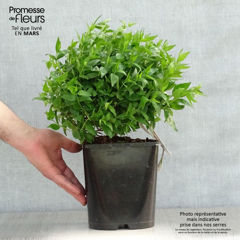 Spécimen de Abelia grandiflora Sherwood Pot de 2L/3L tel que livré au printemps