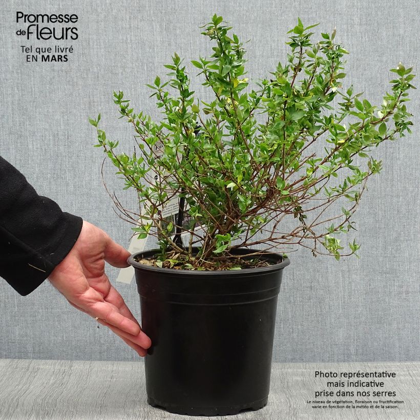 Spécimen de Abelia chinensis Autumn Festival - Abélia de Chine Pot de 4L/5L tel que livré au printemps