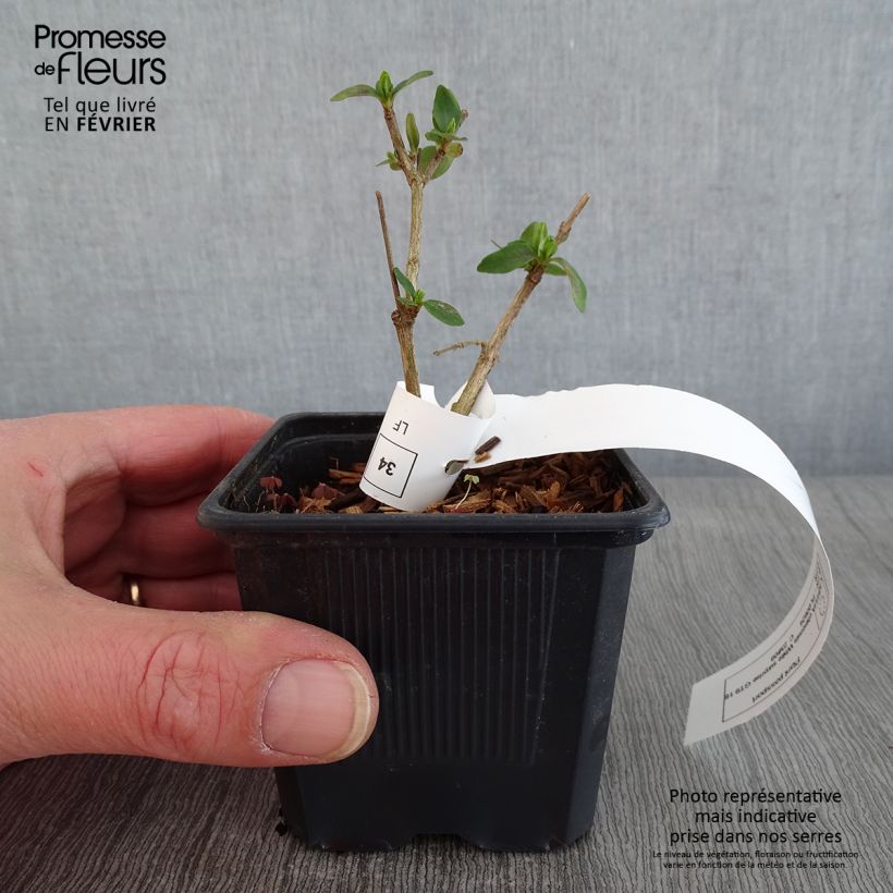 Example of Abelia chinensis White Surprise - Abélia de Chine Godet de 8/9 cm as you get in hiver