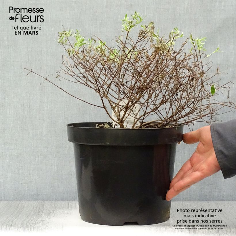 Spécimen de Abelia grandiflora Confetti Pot de 7,5L/10L tel que livré au printemps