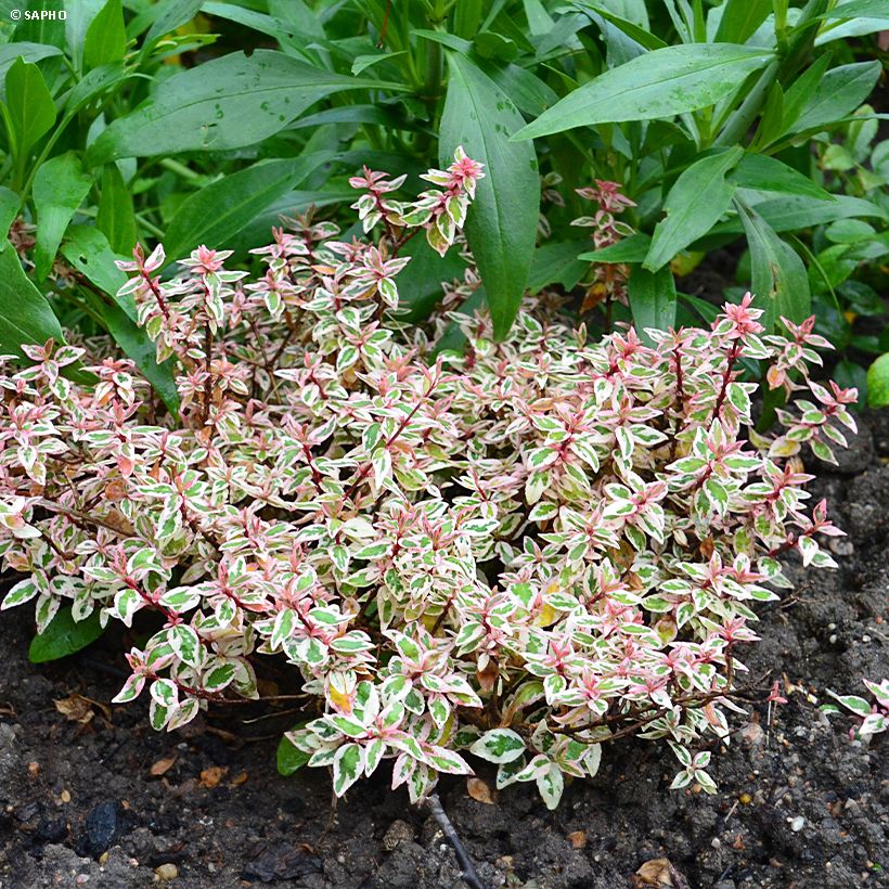 Abelia grandiflora Pink Lady - Abélia à grandes fleurs (Port)