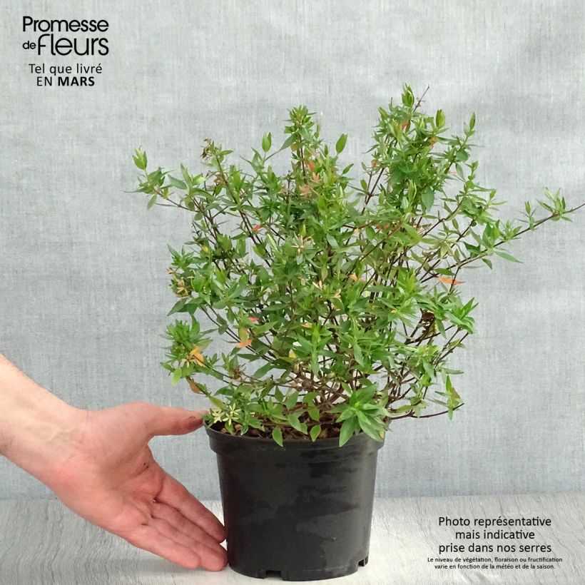 Spécimen de Abelia grandiflora Prostrata Pot de 2L/3L tel que livré au printemps