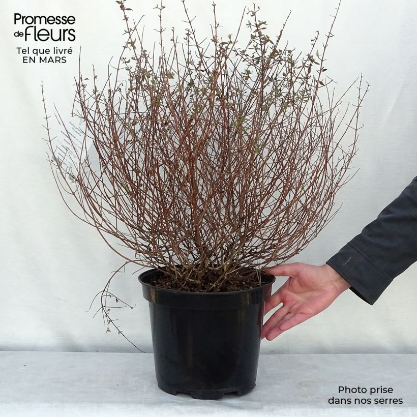 Spécimen de Abelia grandiflora Prostrata Pot de 7,5L/10L tel que livré au printemps