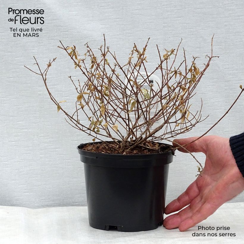 Spécimen de Abelia grandiflora Radiance - Abélia à grandes fleurs Pot de 4L/5L tel que livré au printemps