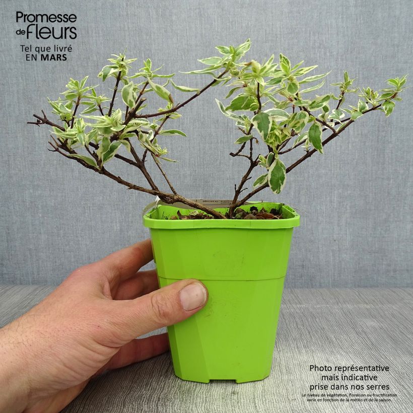 Spécimen de Abelia grandiflora Steredenn Levabes - Abélie panachée Pot de 1L/1,5L tel que livré au printemps